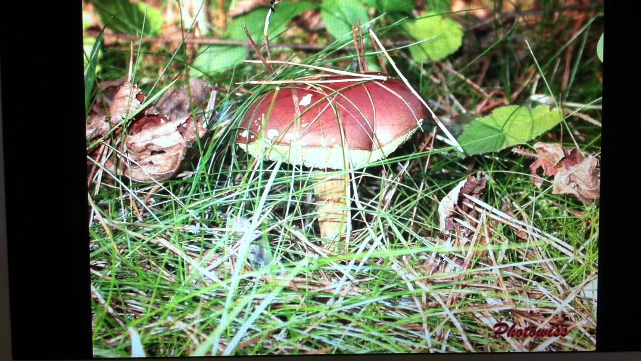 Choisir vos bois d'extérieur - Types de matières: Conseils pour bien choisir son bois d'extérieur