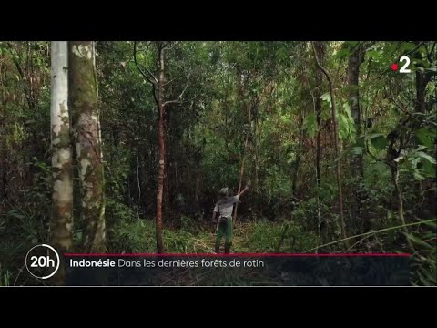 Indonésie : Dans les dernières forêts de rotin