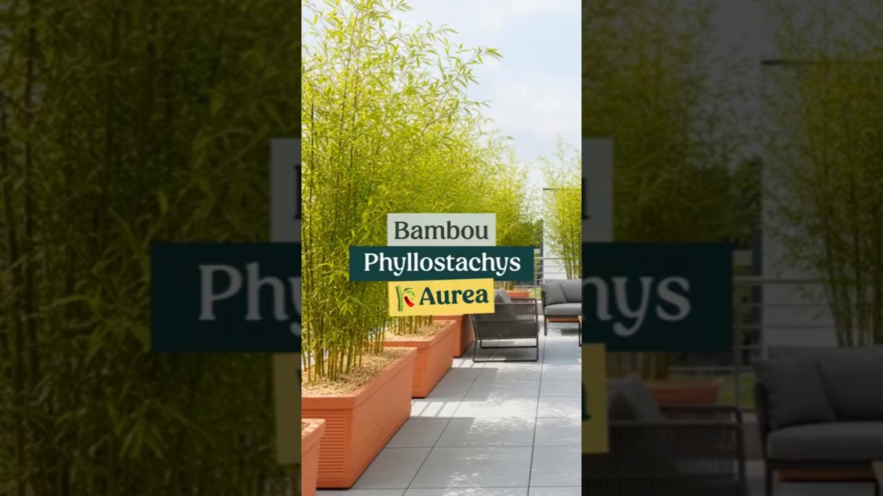 Le Bambou que je conseille le plus : le Phyllostachys Aurea 🎋 - Comment l'entretenir ?