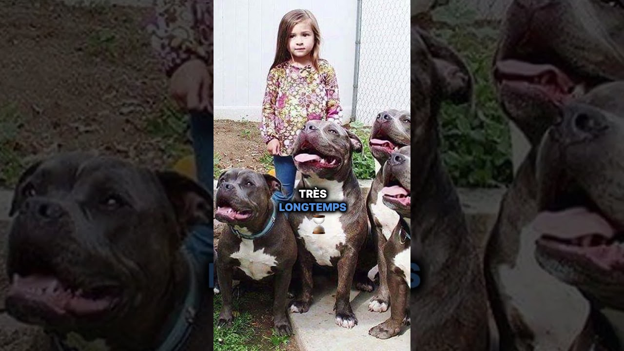 Elle laisse sa fille seule avec 6 pitbulls 😳#histoire #chien #animaux #shorts