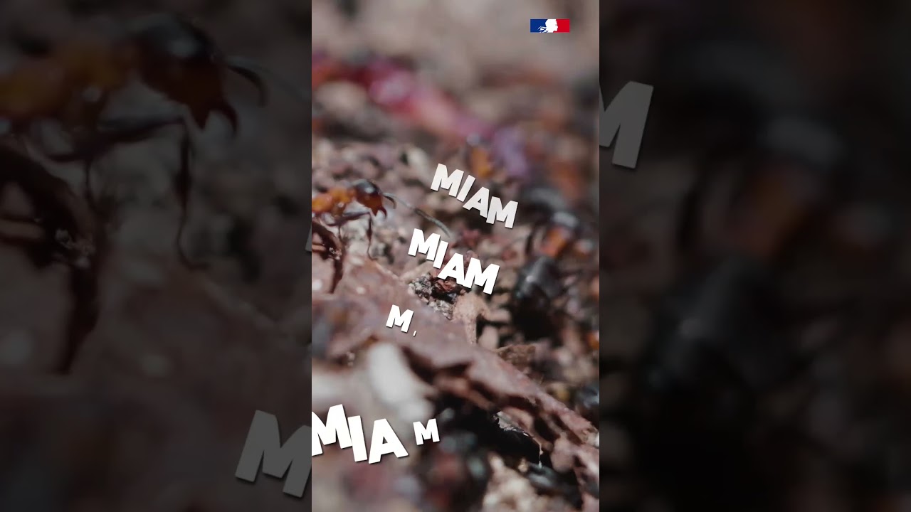 Pourquoi du bois mort en forêt ?