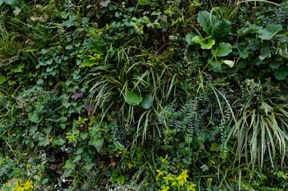 Cet arbuste d&rsquo;angle aux maisons révèle 5 usages méconnus des plantes de nos jardins