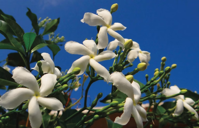 Eustoma : entretenir cette plante élégante aux fleurs d&rsquo;exception