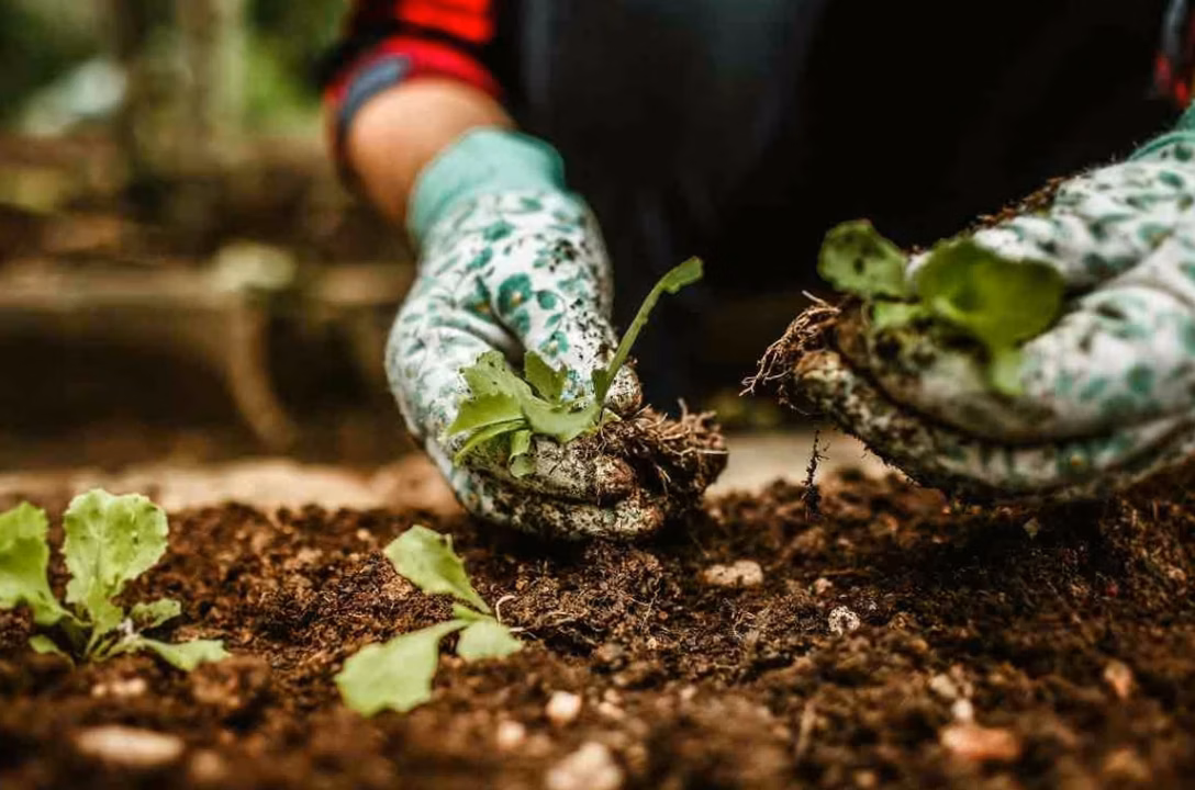 Hostas : plantation, entretien et idées d&rsquo;association au jardin