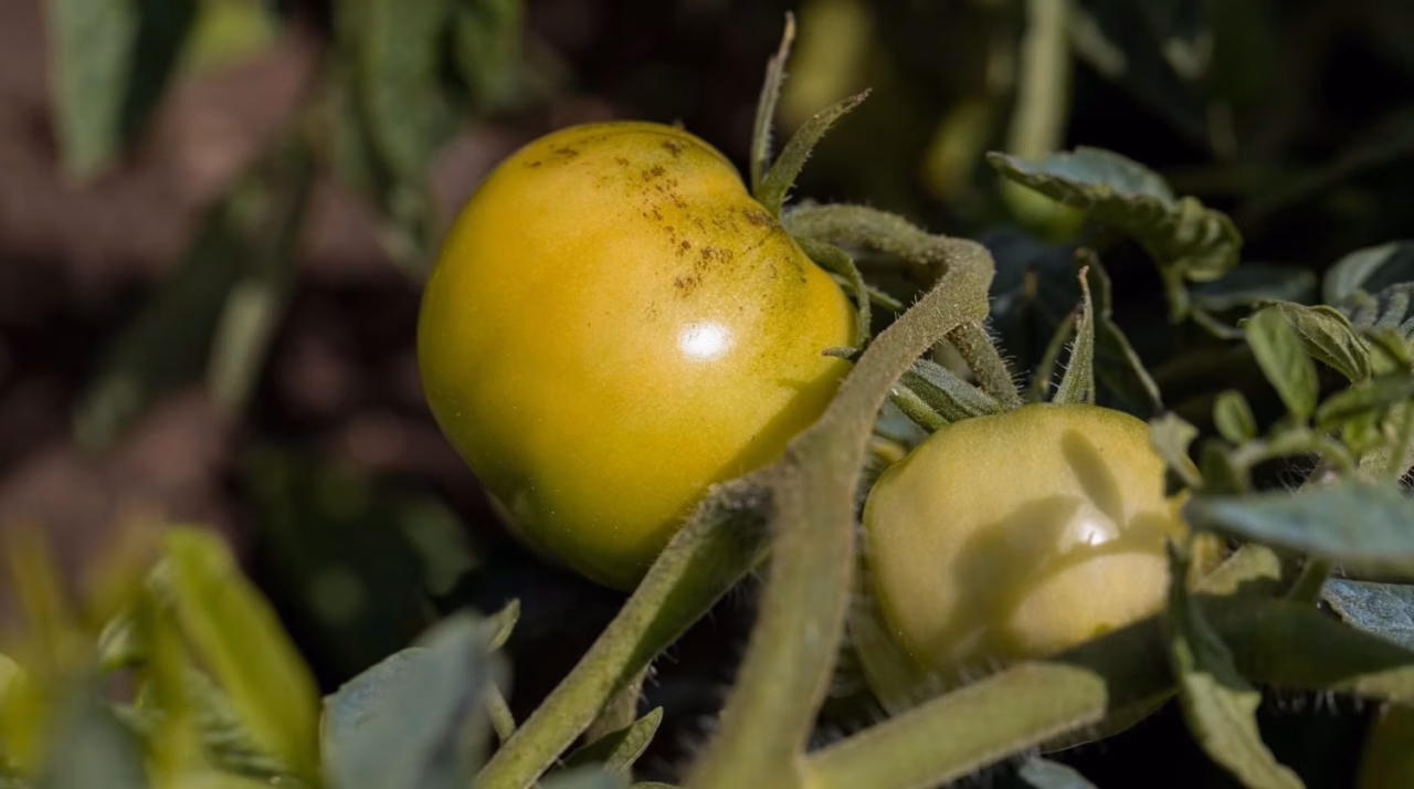 Pourquoi nos ancêtres glissaient une pomme parmi leurs tomates vertes : lumière sur une astuce scientifique méconnue