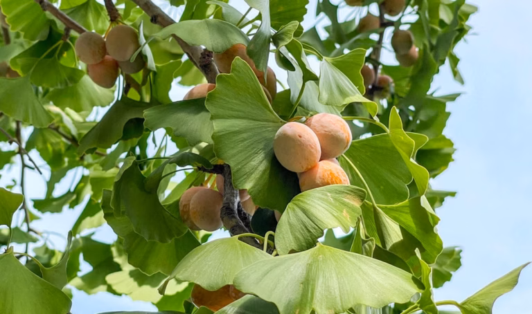 Pourquoi mon voisin expose-t-il ses pommes véreuses au soleil d&rsquo;août ? Un mystère aux raisons surprenantes