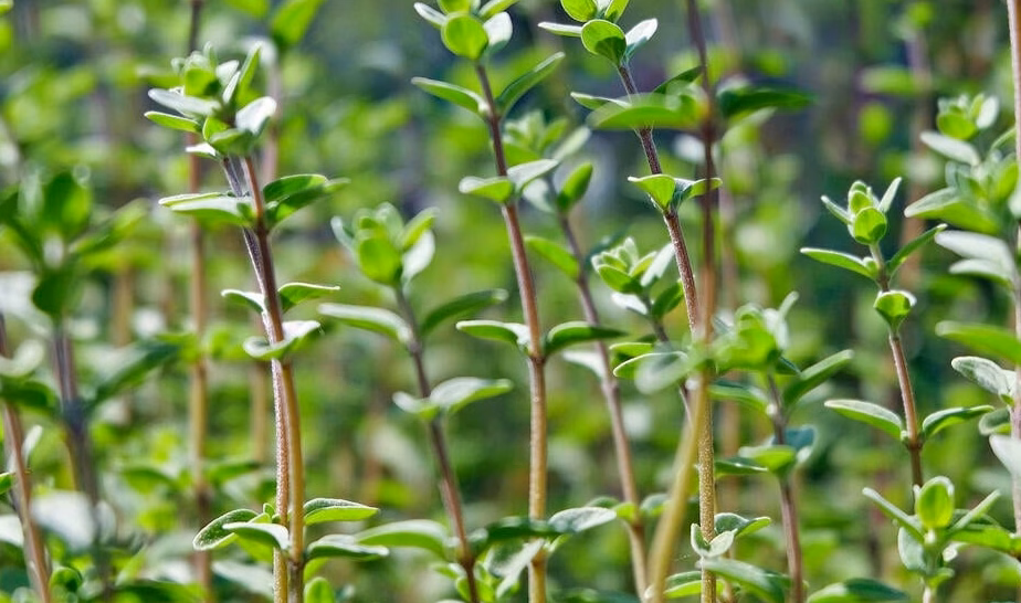 Sarcococca : comment planter et entretenir cet arbuste parfumé