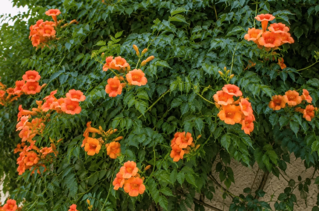 Pourquoi les anciens laissaient-ils toujours les tiges fanées des hortensias fin août ? Le secret que découvrent les jeunes jardiniers…