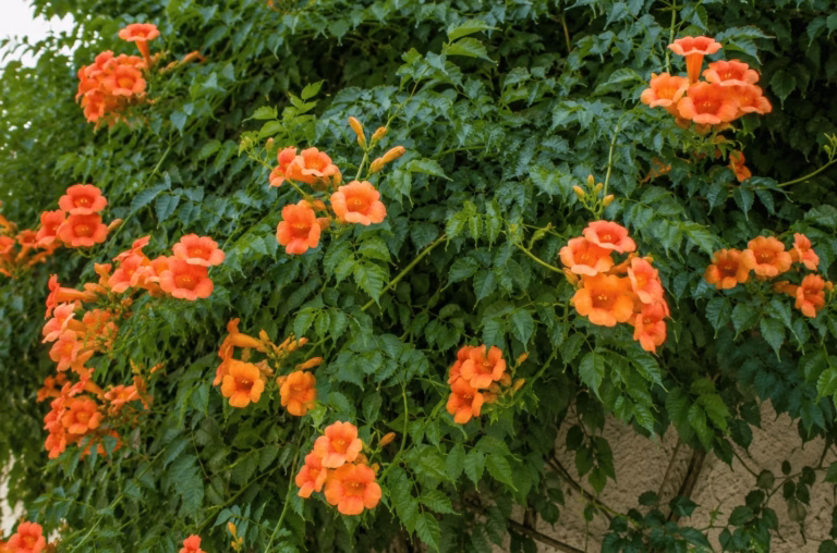 Pourquoi les anciens laissaient-ils toujours les tiges fanées des hortensias fin août ? Le secret que découvrent les jeunes jardiniers…
