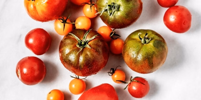 Pourquoi les tomates pourrissent sur le pied : causes et solutions efficaces